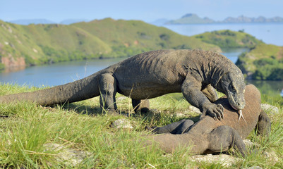 The Fighting Comodo dragon (Varanus komodoensis) for domination. It is the biggest living lizard in the world. Island Rinca. Indonesia.