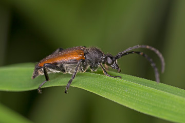 Paracorymbia maculicornis is a species of longhorn beetle in Lepturinae subfamily.  Stictoleptura maculicornis beetle close up.