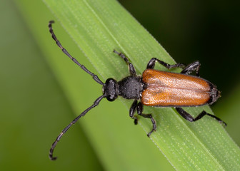 Paracorymbia maculicornis is a species of longhorn beetle in Lepturinae subfamily.  Stictoleptura maculicornis beetle close up.