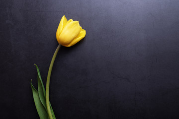 One beautiful yellow Tulip in close-up against a dark blue-gray stucco wall.