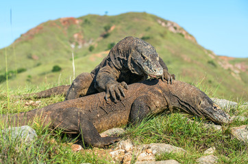 The Fighting Comodo dragon (Varanus komodoensis) for domination. It is the biggest living lizard in the world. Island Rinca. Indonesia.