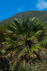palma nana (Chamaerops humilis) nella macchia mediterranea