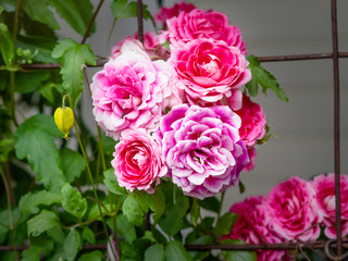 A bunch of pink roses blooming on a terrace in summer