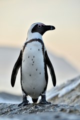 African penguins (spheniscus demersus) go ashore from the ocean at evening twilight. African penguin (spheniscus demersus) at the Boulders colony. South Africa.