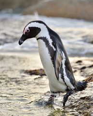 Naklejka premium African penguins (spheniscus demersus) go ashore from the ocean at evening twilight. African penguin (spheniscus demersus) at the Boulders colony. South Africa.