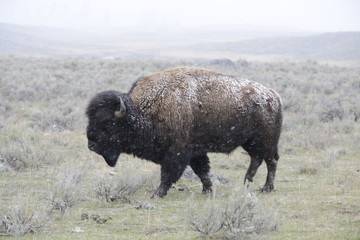 bison in yellowstone national park