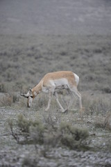 deer in yellowstone national park
