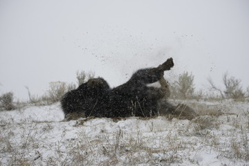 Bison rolling in yellowstone national park