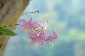 Bouquet of orchids on sky background