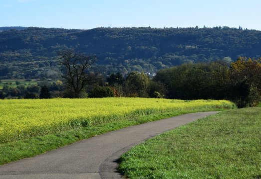 hiking path through a field and Autumn landscape around the Schutterlindenberg, Lahr Baden Germany