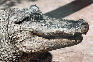 Mississippi-Alligator