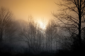 Foggy Winter Sunrise