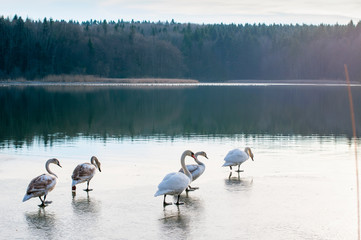 white swans on an autumn lake on a sunny day