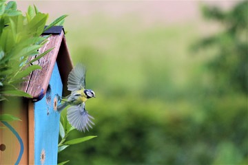 Vogel im Flug