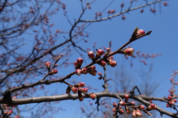 Apricot tree branch with closed flower buds against blue sky in spring