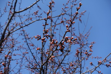 Branches of apricot tree with closed flower buds against blue sky in spring