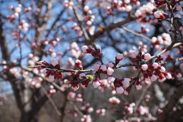 Light pink opening flower buds of apricot tree against blue sky