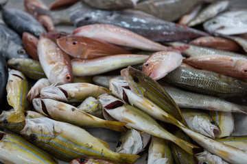 Sea fishes on the counter in Muscat fish shop