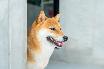 Naklejka na ściany i meble Closeup of a young purebred japanese shiba inu dog. Shiba Inu dogs are looking with great interest.