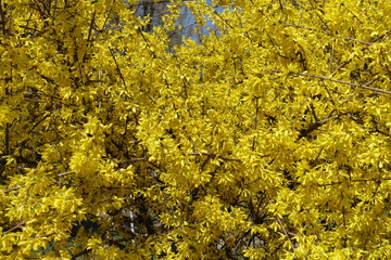 Background - lots of yellow flowers of forsythia in April