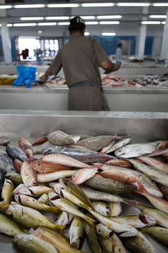 Sea fishes on the counter in Muscat fish shop