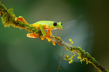 The gliding tree frog (Agalychnis spurrelli) sitting on a branch near  Sarapiqui in Costa Rica.