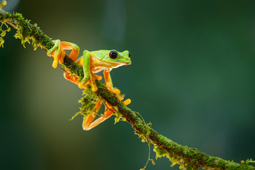 The gliding tree frog (Agalychnis spurrelli) sitting on a branch near  Sarapiqui in Costa Rica.