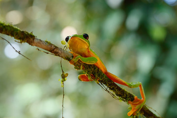 The gliding tree frog (Agalychnis spurrelli) sitting on a branch near  Sarapiqui in Costa Rica.