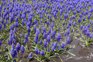 A great deal of violet flowers of Armenian grape hyacinth in April