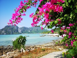 Ko Phi Phi Thailand Bougainville