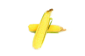 Two Ripe open corns on the cob, corncob,