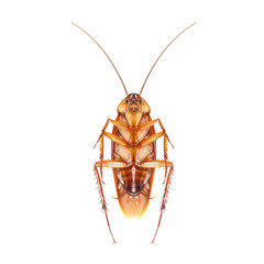 Cockroach isolated on a white background