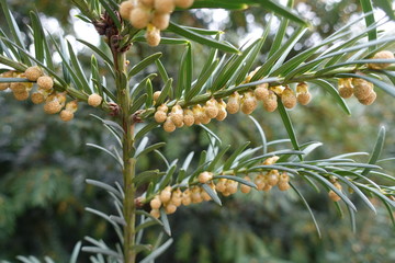 Close shot of branch of yew with male cones in March