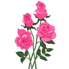 Four pink roses Isolated on a white background. Vector graphics.