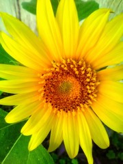 Gorgeous Golden Sunshine Sunflower Blossoming In Coastal Louisiana On A Beautiful Spring Day