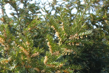 Lots of male cones on branches of yew in April