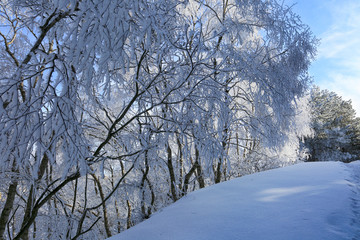 Beautiful winter landscape. Snowy forest