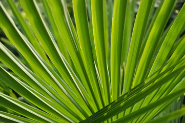 Obraz premium Palme Palmwedel Blätter Struktur Hintergrund Grün Pflanze Licht Schatten 