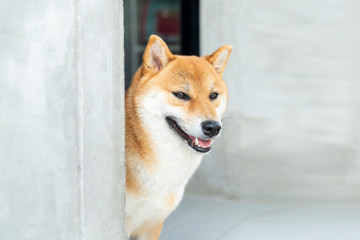 Closeup of a young purebred japanese shiba inu dog. Shiba Inu dogs are looking with great interest.