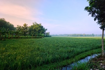 field, sky, landscape, grass, green, nature, meadow, summer, tree, blue, agriculture, rural, cloud, farm, spring, forest, sun, land, plant, countryside, clouds, horizon, country, outdoor, rice