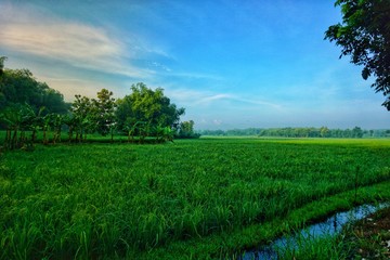field, sky, landscape, grass, green, nature, meadow, summer, tree, blue, agriculture, rural, cloud, farm, spring, forest, sun, land, plant, countryside, clouds, horizon, country, outdoor, rice