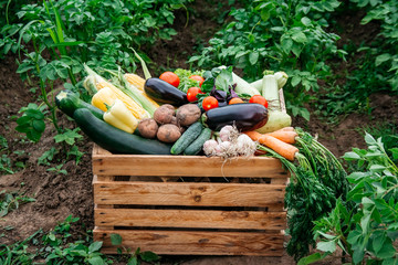 Fresh organic vegetables in a wooden box on the background of a vegetable garden. Concept of...