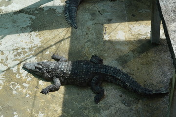 Cambogia - Battambang (Allevamento coccodrilli)