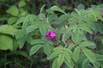 flower in the garden