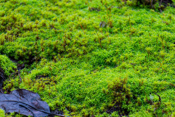 Bright green moss, macro photo, selective focus