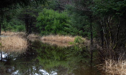 Flooded Forest Trail At Beard's Hollow Trail, Ilwaco, Washington State