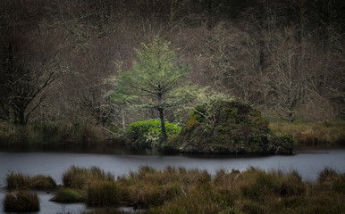 Evergreen Tree and Rock Along Waters Edge In Forest At Beard's Cove, Ilwaco, Washington