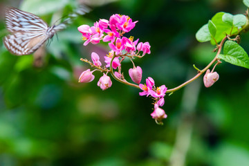 Tirumala septentrionis, the dark blue tiger butterfly