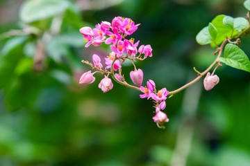 Pink flowers over green