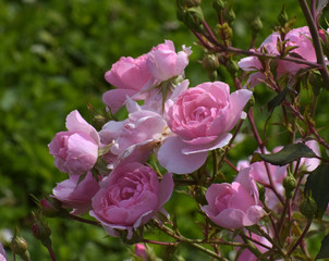 Obraz premium pink rose in garden